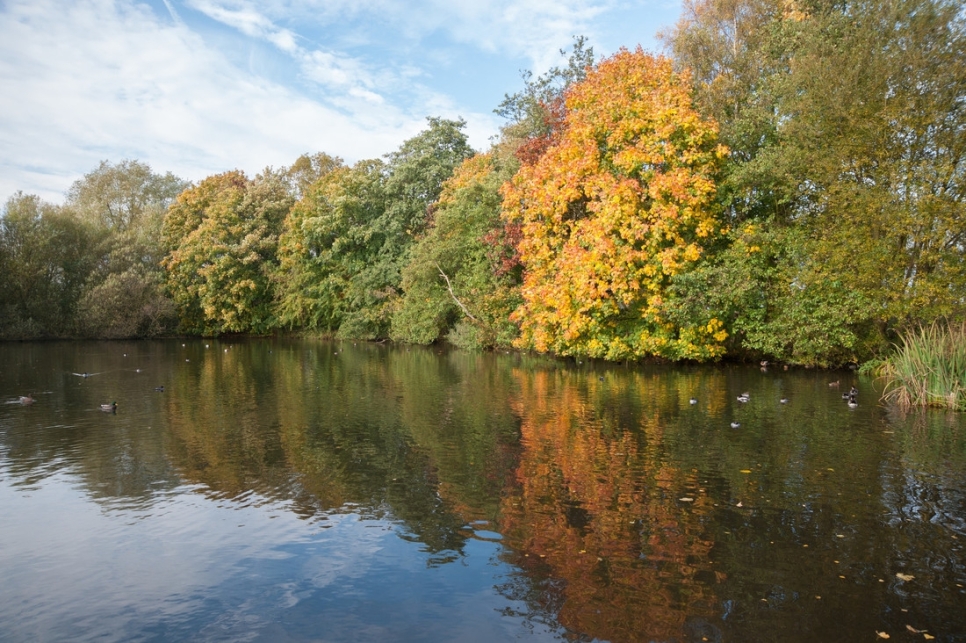 Autumn highlights at Martin Mere